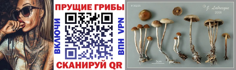 Псилоцибиновые грибы Psilocybe  это телеграм  Сысерть 